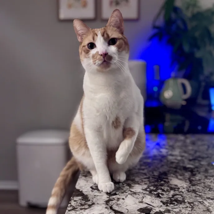 Unconditional Love From Fur To Fur 