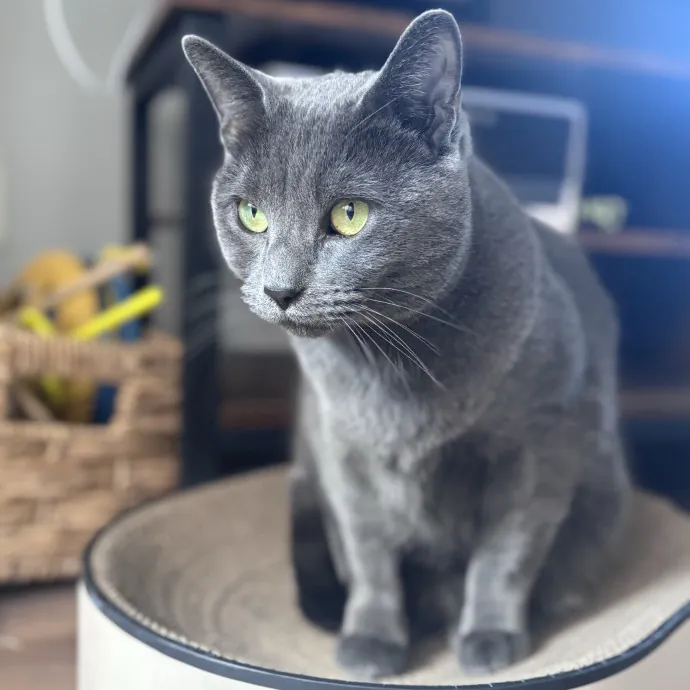 Unconditional Love From Fur To Fur 