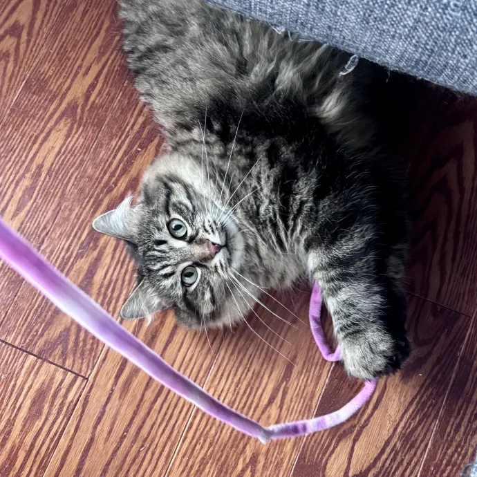 Unconditional Love From Fur To Fur 