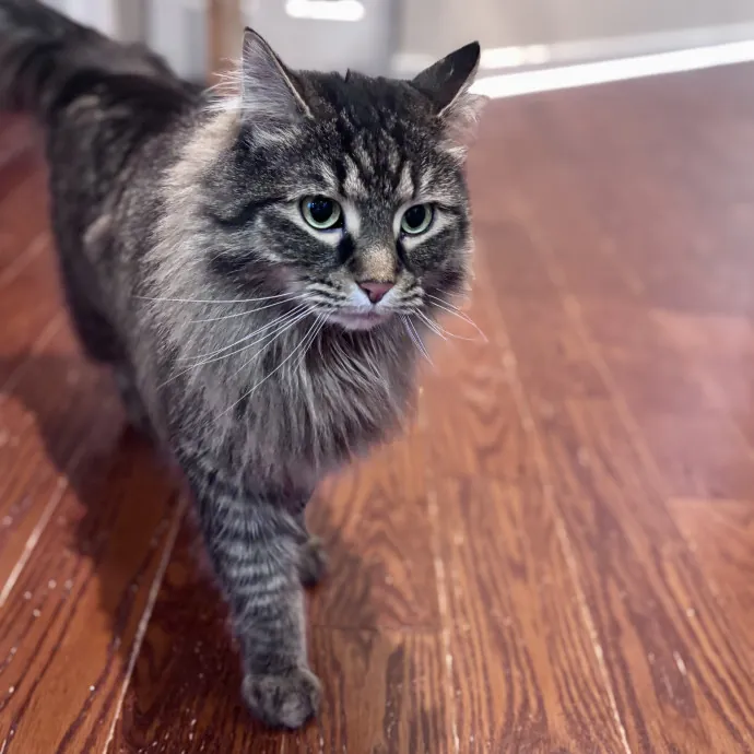 Unconditional Love From Fur To Fur 