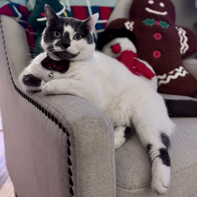 Unconditional Love From Fur To Fur 