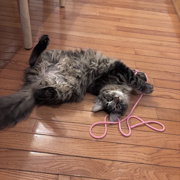 Unconditional Love From Fur To Fur 