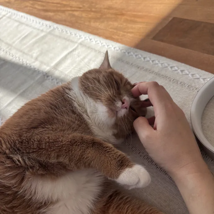 Unconditional Love From Fur To Fur 