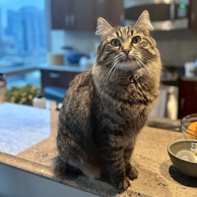 Unconditional Love From Fur To Fur 