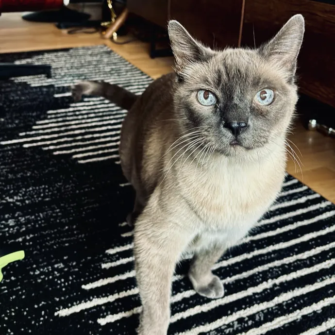 Unconditional Love From Fur To Fur 