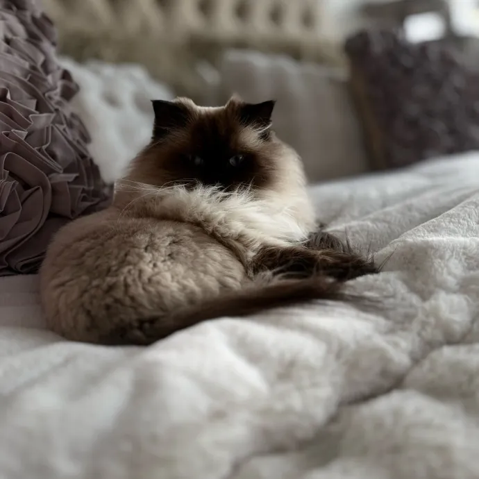 Unconditional Love From Fur To Fur 