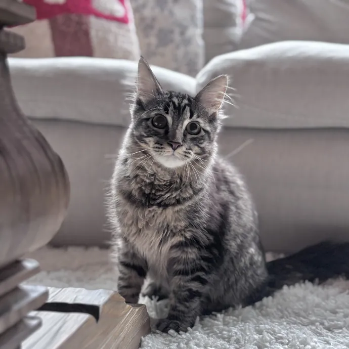 Unconditional Love From Fur To Fur 