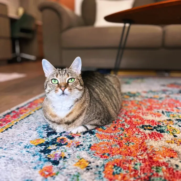 Unconditional Love From Fur To Fur 