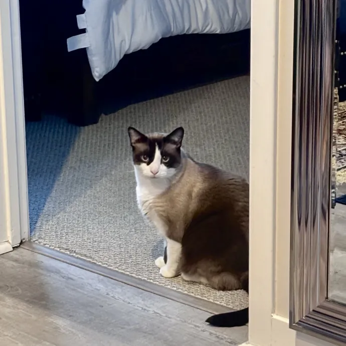 Unconditional Love From Fur To Fur 