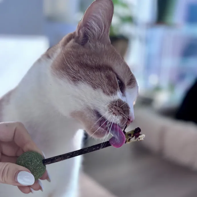 Unconditional Love From Fur To Fur 