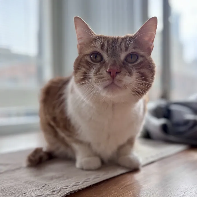 Unconditional Love From Fur To Fur 