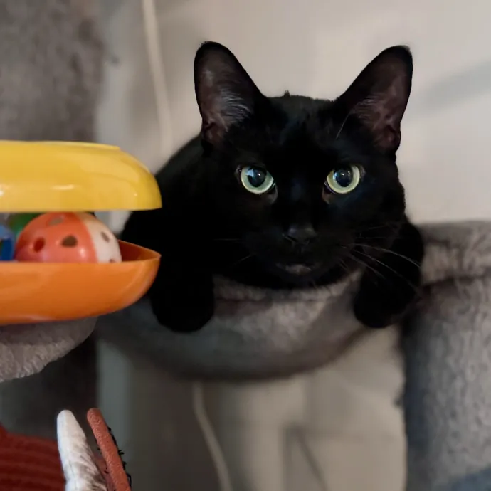 Unconditional Love From Fur To Fur 