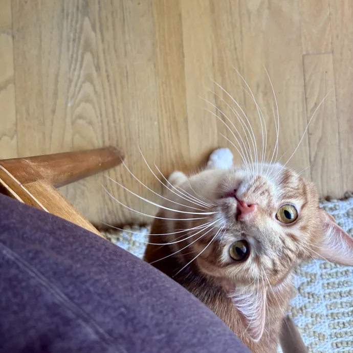 Unconditional Love From Fur To Fur 