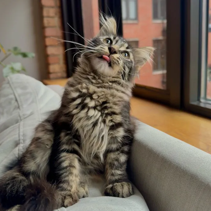 Unconditional Love From Fur To Fur 