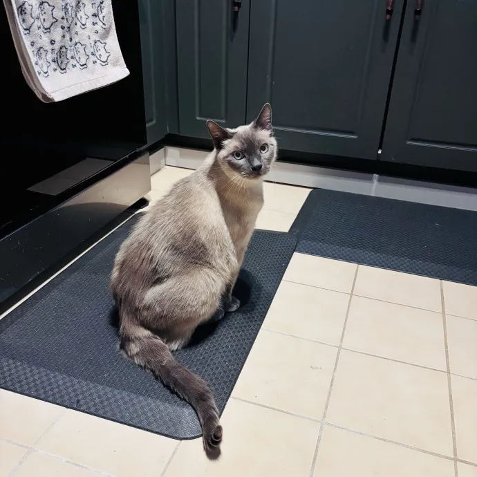 Unconditional Love From Fur To Fur 