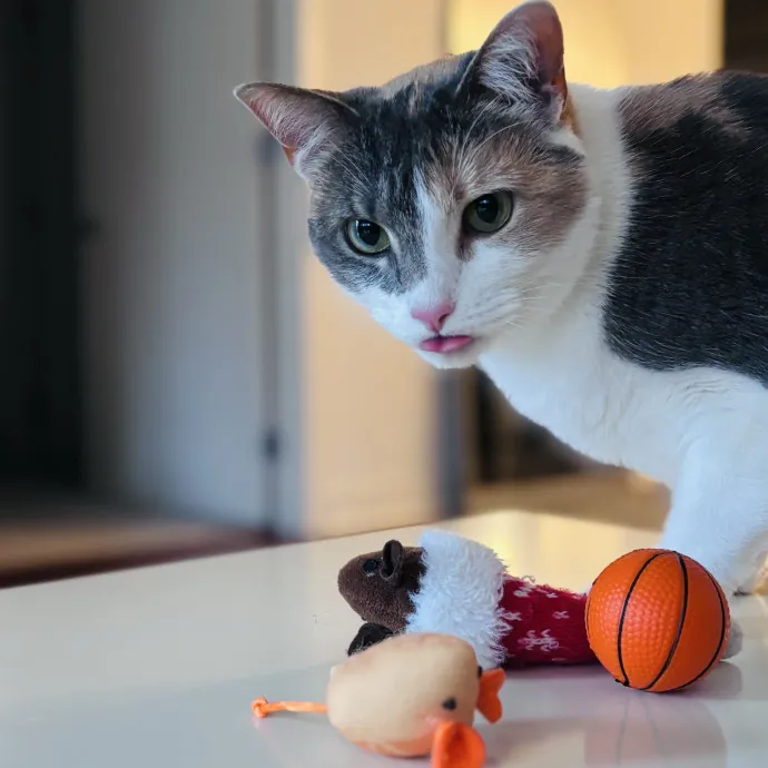 Unconditional Love From Fur To Fur 