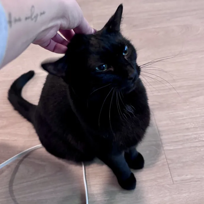 Unconditional Love From Fur To Fur 