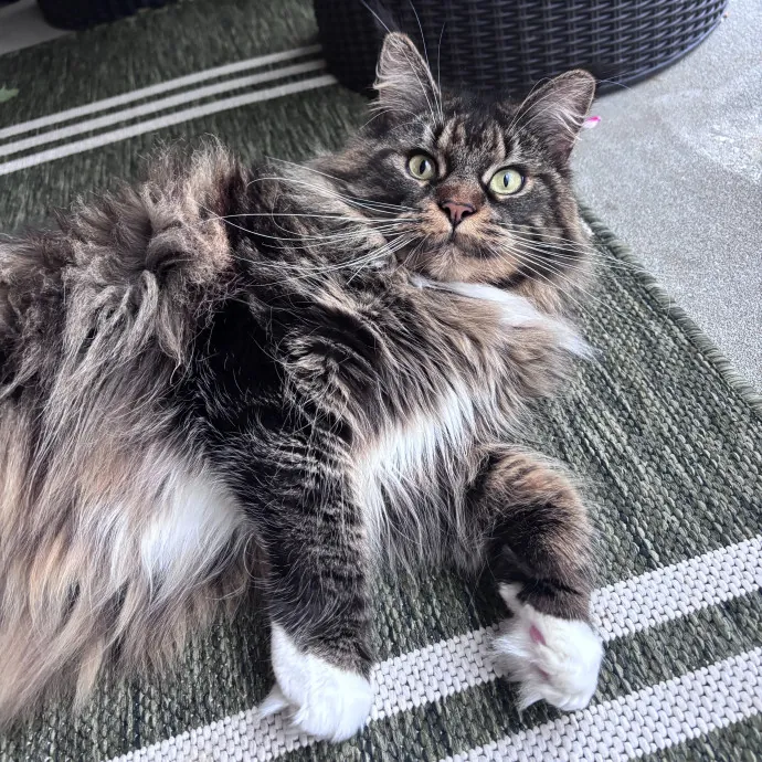 Unconditional Love From Fur To Fur 