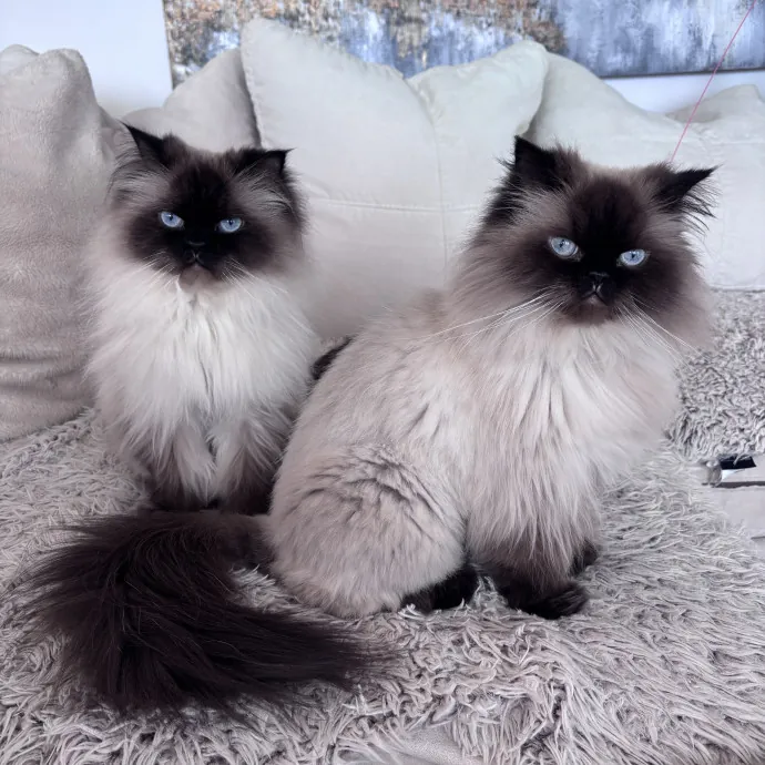 Unconditional Love From Fur To Fur
