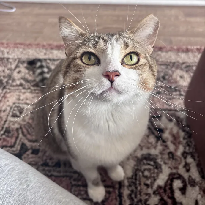Unconditional Love From Fur To Fur