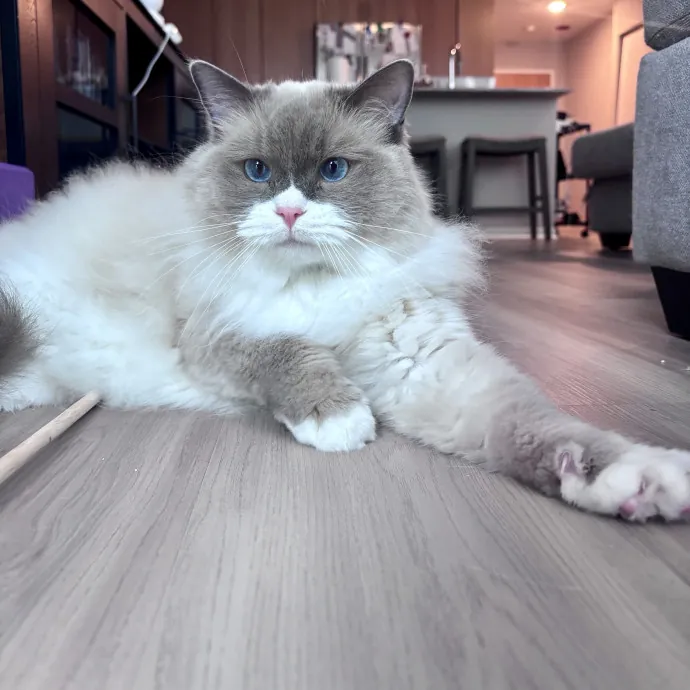 Unconditional Love From Fur To Fur