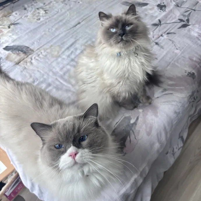 Unconditional Love From Fur To Fur