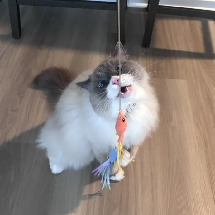 Unconditional Love From Fur To Fur