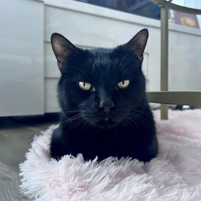 Unconditional Love From Fur To Fur