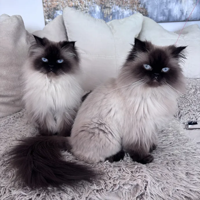 Unconditional Love From Fur To Fur