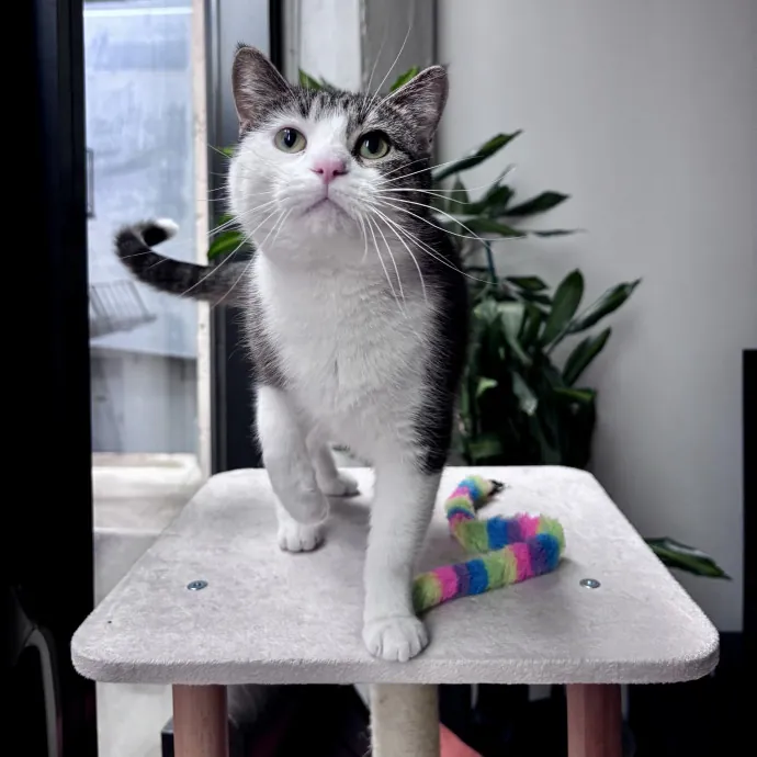 Unconditional Love From Fur To Fur