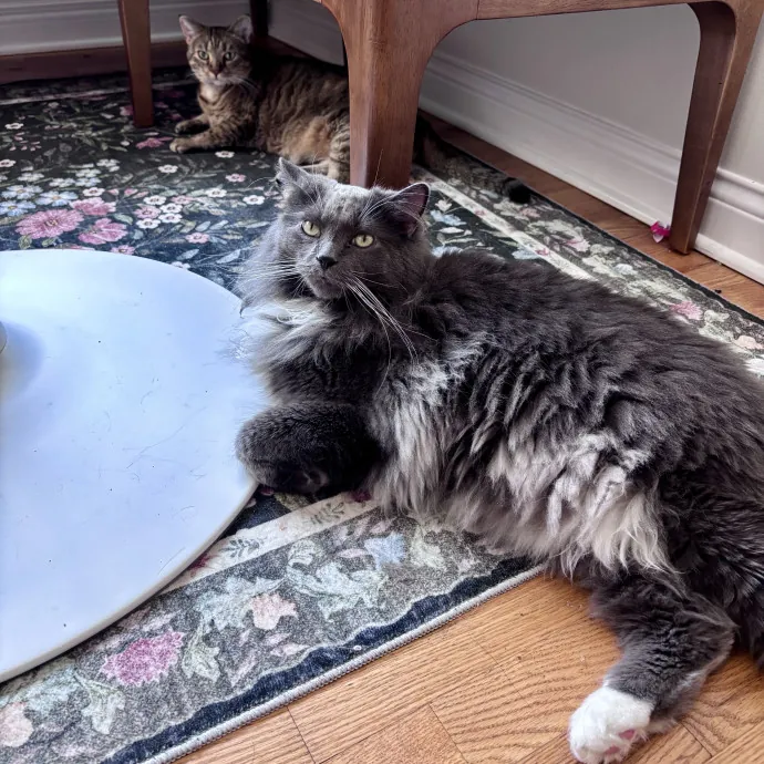 Unconditional Love From Fur To Fur