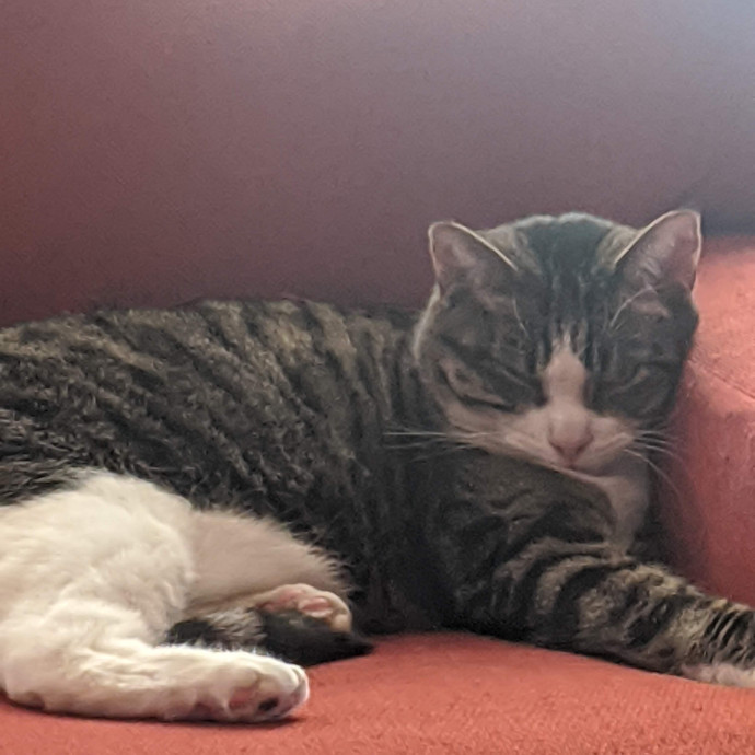 Tlc Cat Sitting