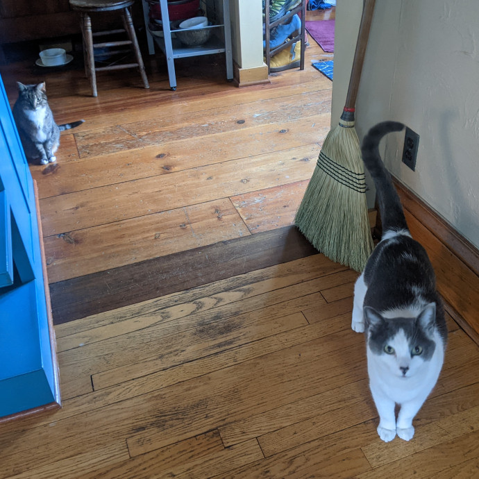 Tlc Cat Sitting
