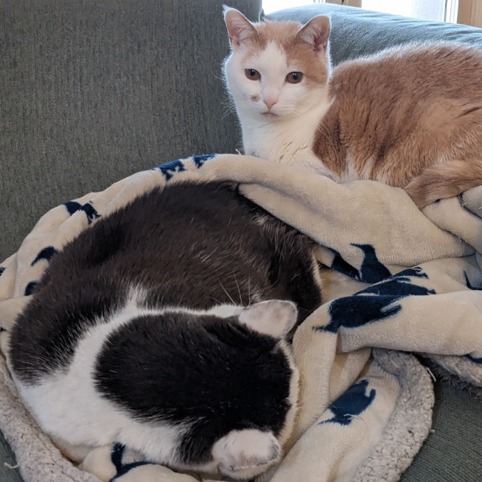 Tlc Cat Sitting