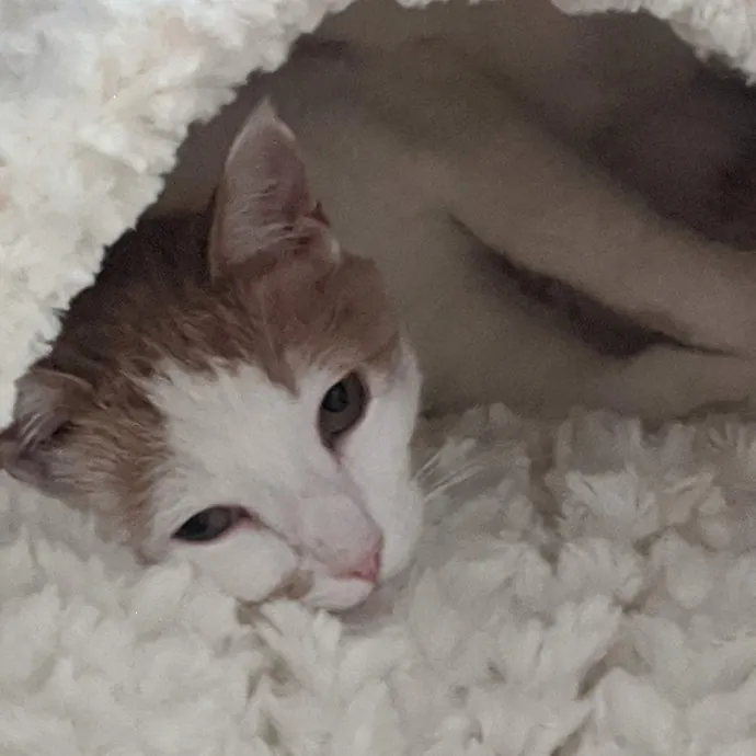 Tlc Cat Sitting photo 4