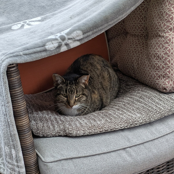 Tlc Cat Sitting