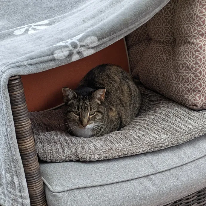 Tlc Cat Sitting photo 3