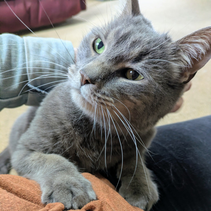 Tlc Cat Sitting