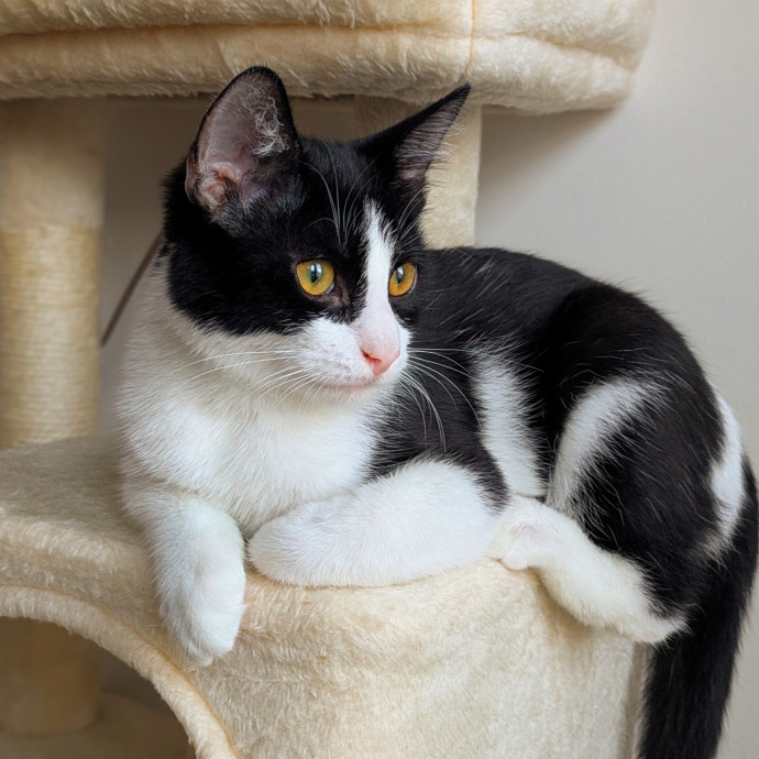 Tlc Cat Sitting photo 3
