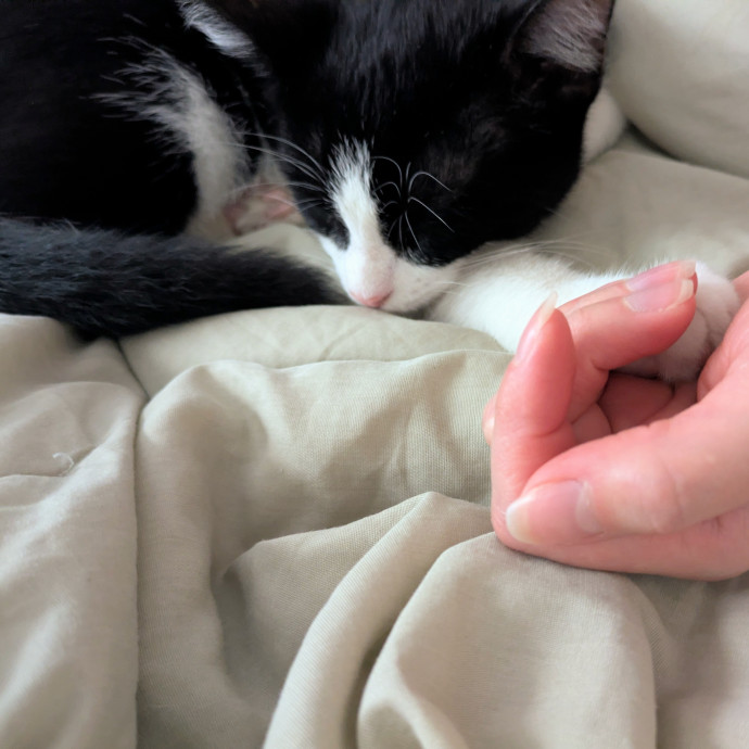 Tlc Cat Sitting photo 2