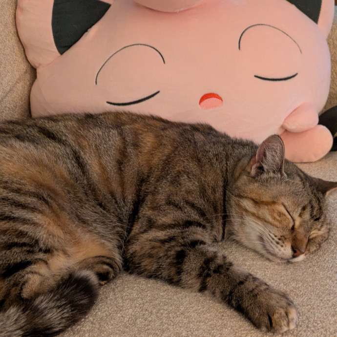 Purrfect Care For Your Furry Friends photo 3
