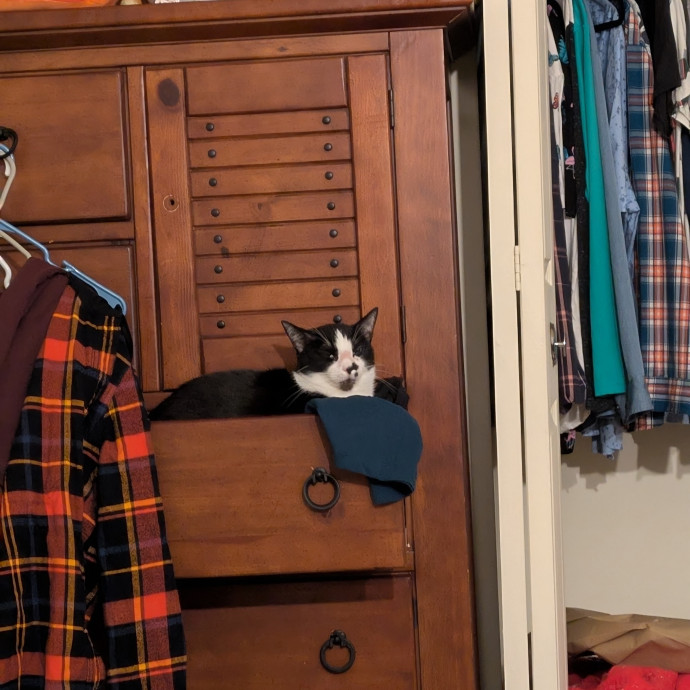 Purrfect Care For Your Furry Friends photo 2