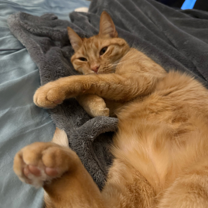 The Purrfect Cat Sitter For You