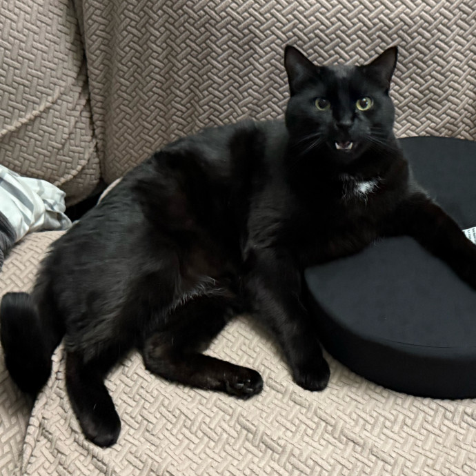 The Purrfect Cat Sitter For You photo 3