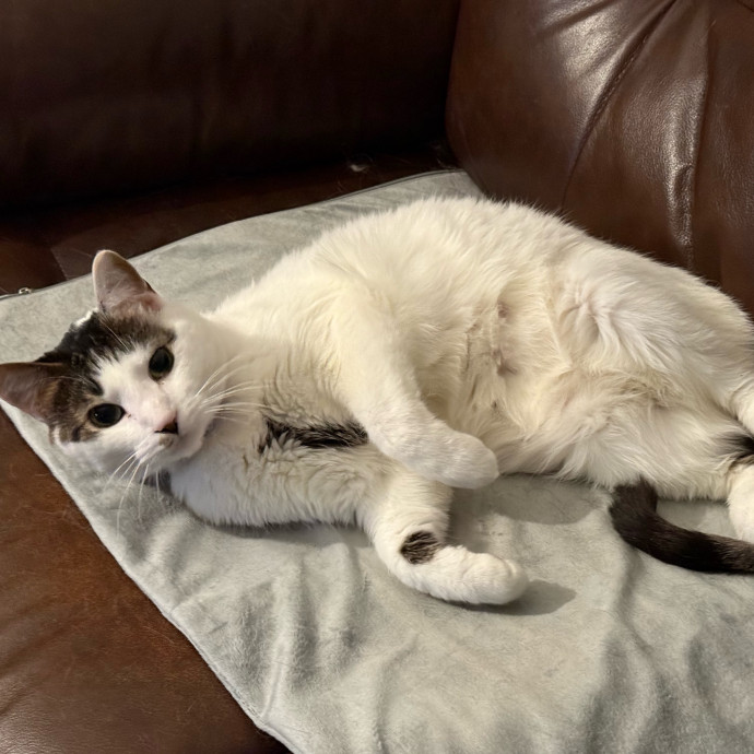 The Purrfect Cat Sitter For You photo 2