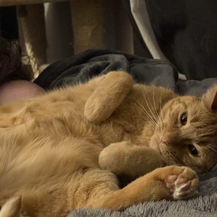 The Purrfect Cat Sitter For You