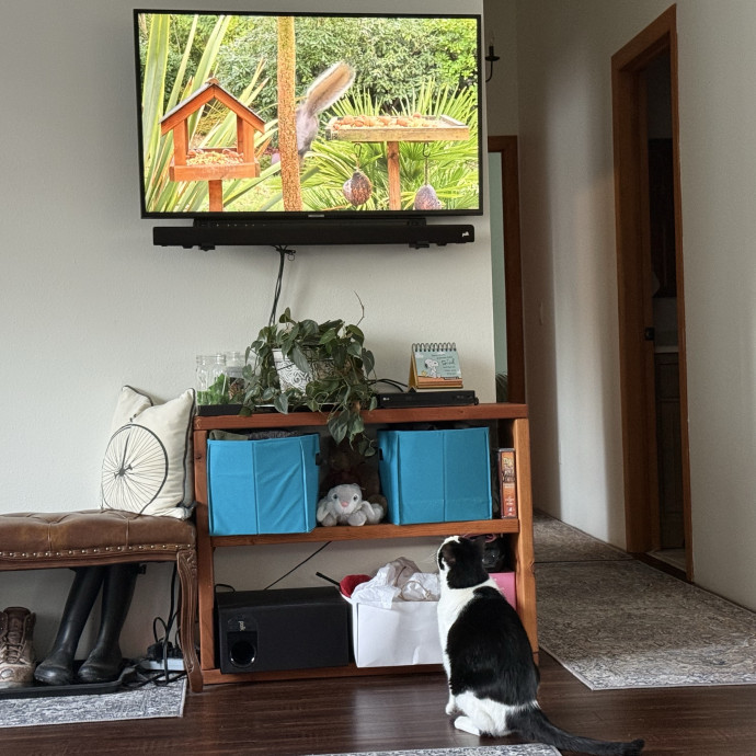 The Purrfect Cat Sitter For You