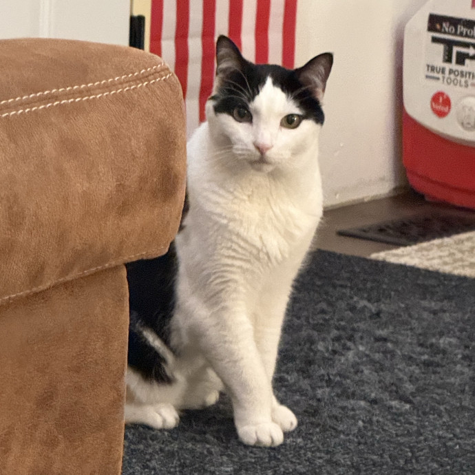 The Purrfect Cat Sitter For You