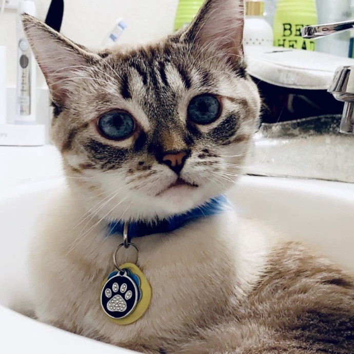 The Purrfect Cat Sitter For You