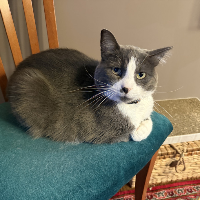 The Purrfect Cat Sitter For You
